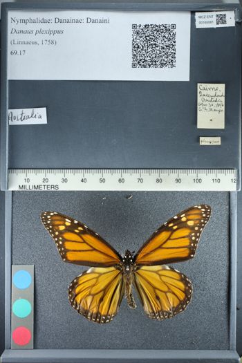 Media type: image;   Entomology 165081